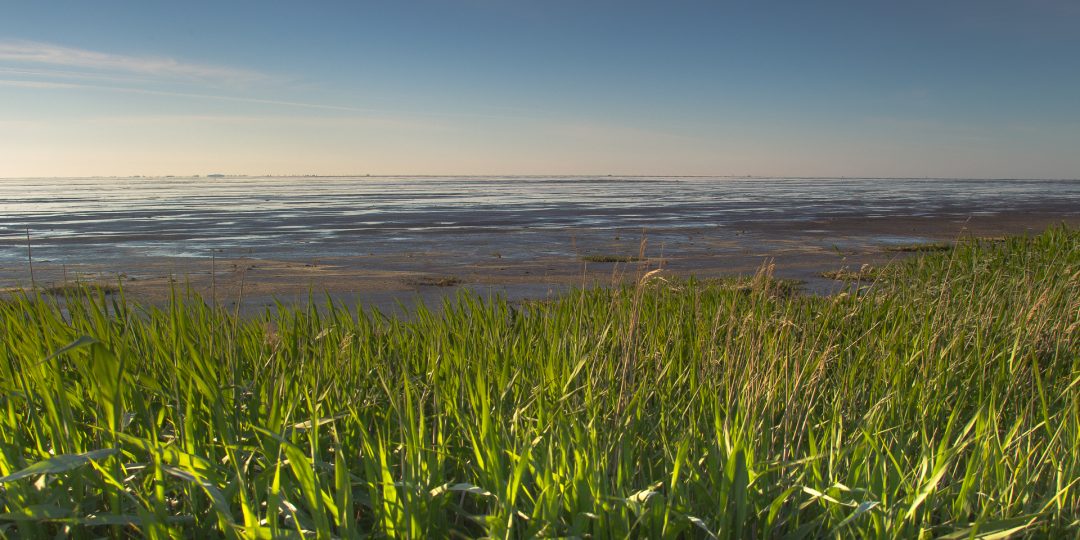 Het wad bij Balgzand bij eb.